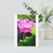 Carte Postale Lotus (Debout devant)