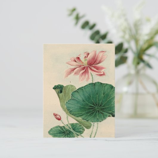 Carte postale Lotus (Debout devant)