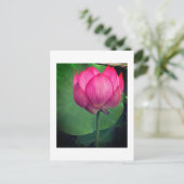 Carte Postale Lotus (Debout devant)
