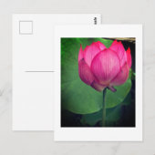 Carte Postale Lotus (Devant / Derrière)