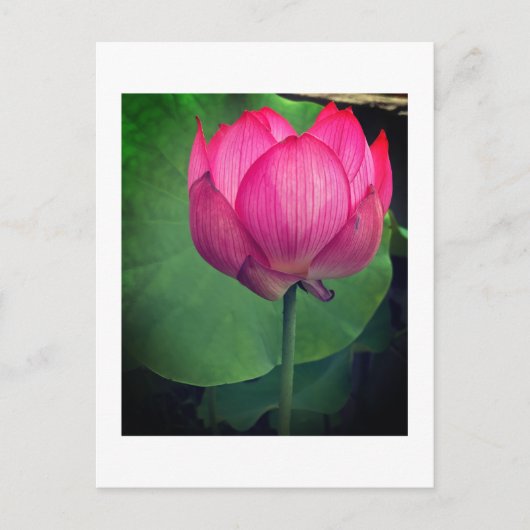 Carte Postale Lotus (Devant)