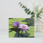 Carte Postale Lotus (Debout devant)
