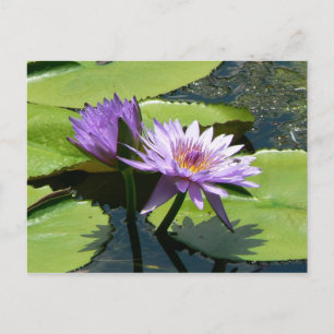Carte Postale Lotus