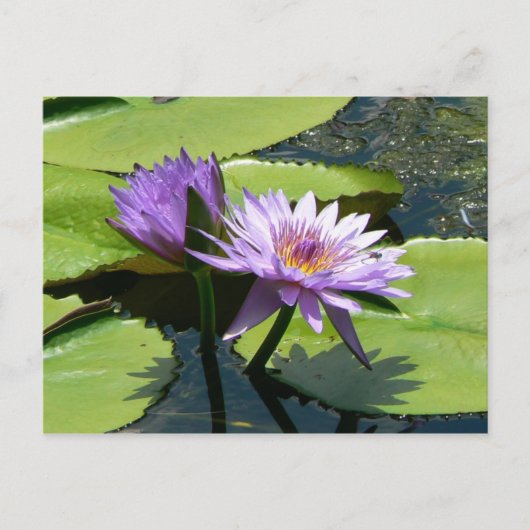 Carte Postale Lotus (Devant)