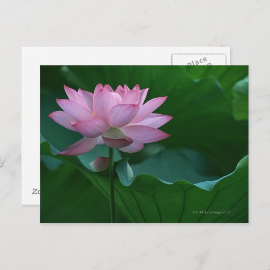 Carte Postale Lotus (Devant / Derrière)