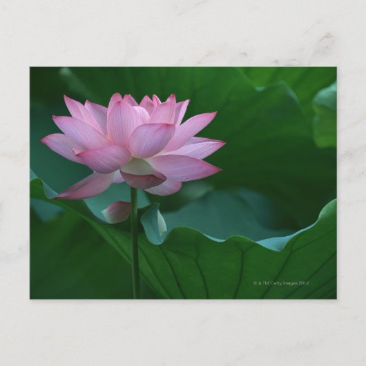 Carte Postale Lotus (Devant)