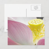 Carte postale Lotus (Devant / Derrière)