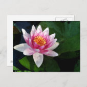 Carte Postale Lotus2 (Devant / Derrière)