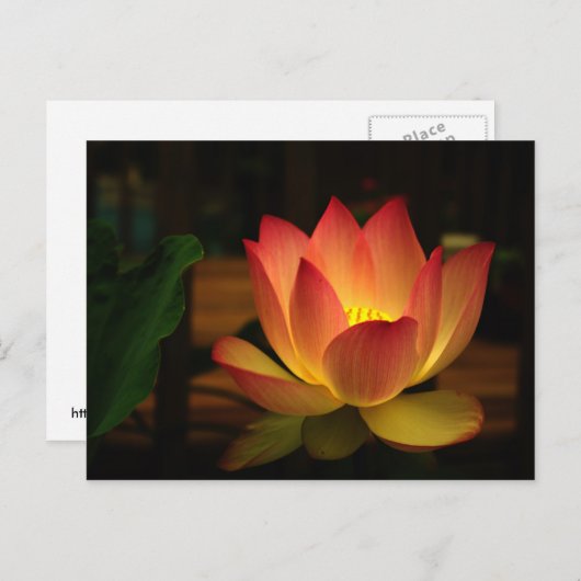 Carte Postale Lotus 1 (Devant / Derrière)