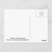 Carte Postale Lotus 1 (Dos)