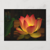Carte Postale Lotus 1 (Devant)