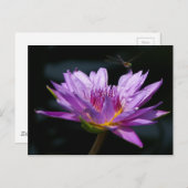 Carte Postale Lotus and Dragonfly (Devant / Derrière)