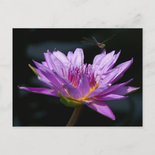 Carte Postale Lotus and Dragonfly