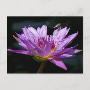 Carte Postale Lotus and Dragonfly