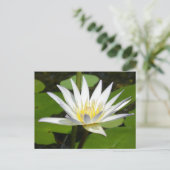 Carte postale Lotus Blanc (Debout devant)