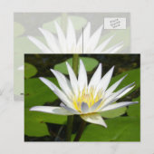 Carte postale Lotus Blanc (Devant / Derrière)