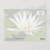 Carte postale Lotus Blanc (Dos)