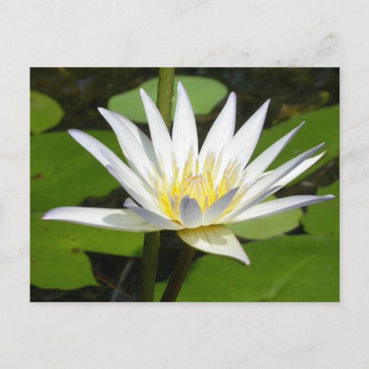 Carte postale Lotus Blanc (Devant)