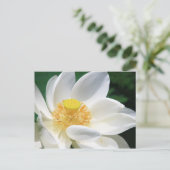 Carte Postale Lotus blanc (Debout devant)