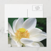 Carte Postale Lotus blanc (Devant / Derrière)