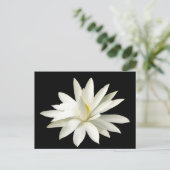 Carte Postale Lotus blanc (Debout devant)