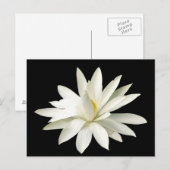 Carte Postale Lotus blanc (Devant / Derrière)