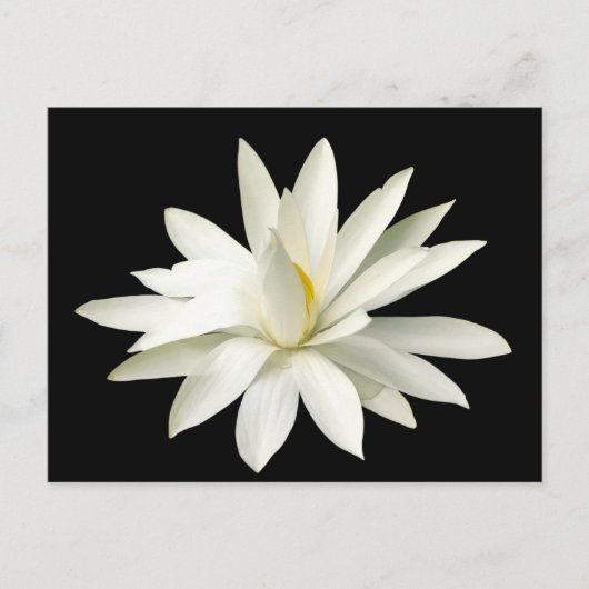 Carte Postale Lotus blanc (Devant)