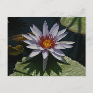 Carte postale Lotus blanc Nénuphar