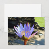 Carte Postale Lotus bleu (Devant / Derrière)