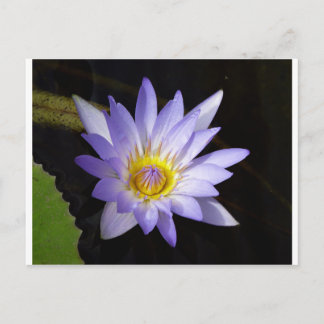 Carte Postale lotus bleu du Nil