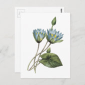Carte Postale lotus bleu (Nymphaea caerulea) par Redouté (Devant / Derrière)