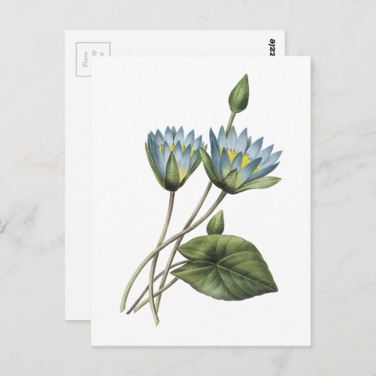 Carte Postale lotus bleu (Nymphaea caerulea) par Redouté (Devant / Derrière)