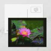 Carte Postale Lotus Bloom (Devant / Derrière)