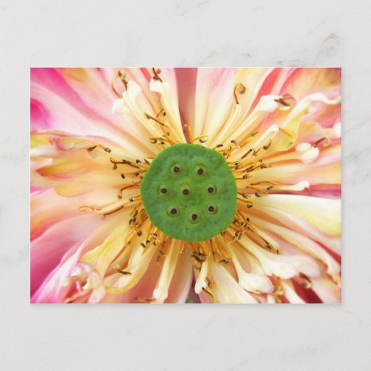 Carte Postale Lotus Bloom (Devant)