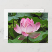 Carte Postale Lotus Bloom rose (Devant / Derrière)