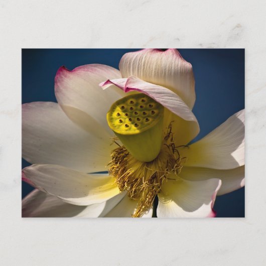 Carte postale Lotus Blossom (Devant)