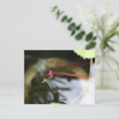 Carte Postale Lotus de première vue/bourgeon (Debout devant)