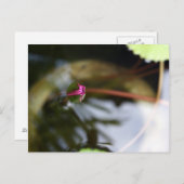 Carte Postale Lotus de première vue/bourgeon (Devant / Derrière)