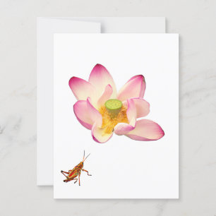 Carte Postale Lotus et Grasshopper