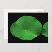 Carte Postale Lotus Feuilles (Devant / Derrière)