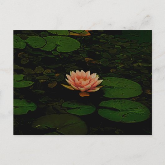 Carte Postale Lotus Fleur Orange Vert foncé Étang Floral Zen (Devant)