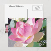 Carte postale Lotus Flower (Devant / Derrière)