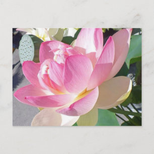 Carte postale Lotus Flower