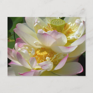 Carte Postale Lotus Flower Duet