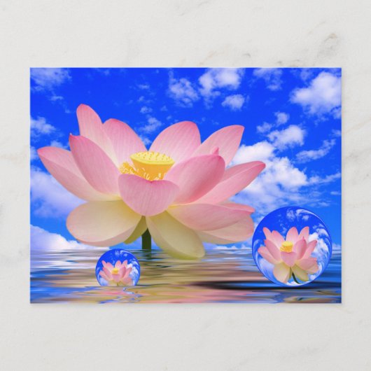 Carte Postale Lotus Flower né dans l'eau (Devant)