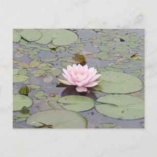 Carte Postale Lotus Flower Rose rose rose rose floral Pond Zen