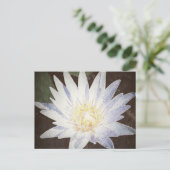 CARTE POSTALE "LOTUS PEINTS" (Debout devant)