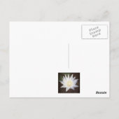 CARTE POSTALE "LOTUS PEINTS" (Dos)