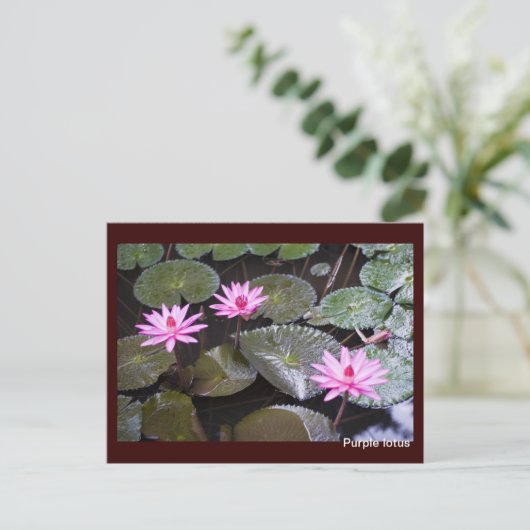 Carte Postale Lotus pourpre (Debout devant)