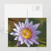 Carte Postale Lotus pourpre/Lily d'eau (Devant / Derrière)